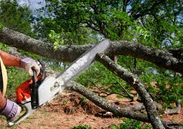 Best Tree and Shrub Care  in Aubrey, TX